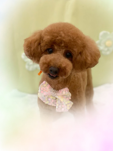 ブランくん♪アリスちゃん♡