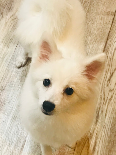 スピッツのしらたまちゃん♡
