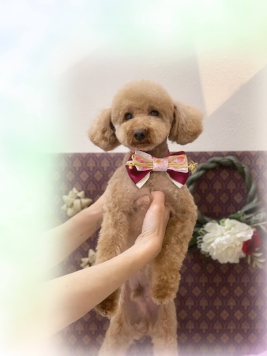 こてつくん♪