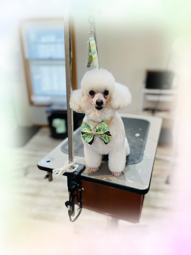 リリーちゃん♡