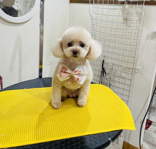 ふわりちゃん♡こはるちゃん♡