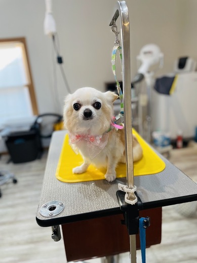 きなこちゃん♡