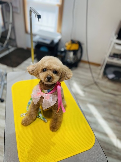ここちゃん♡