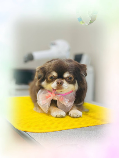 諭吉くん♪佐助くん♪