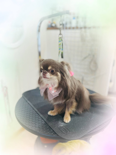 諭吉くん♪佐助くん♪