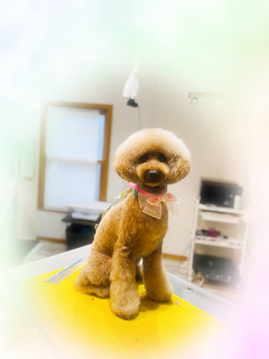 リンちゃん♡