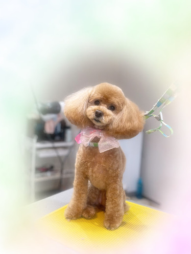 こるくちゃん♡
