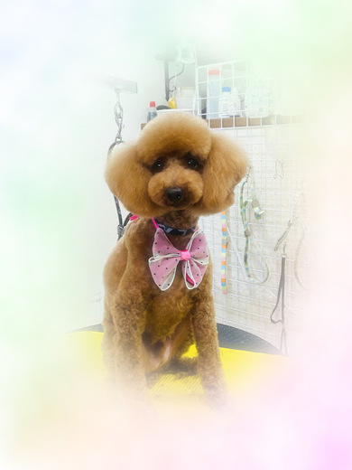 ブランくん♪アリスちゃん♡