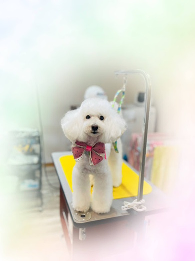 アリスちゃん♡