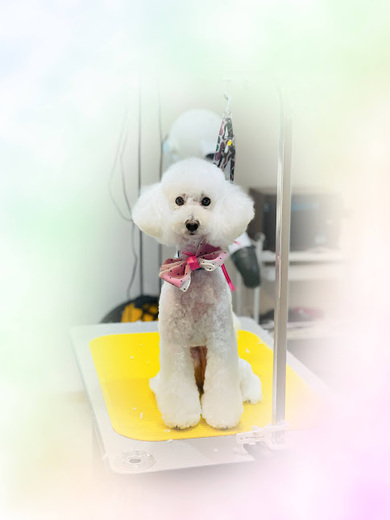 ブランくん♪アリスちゃん♡
