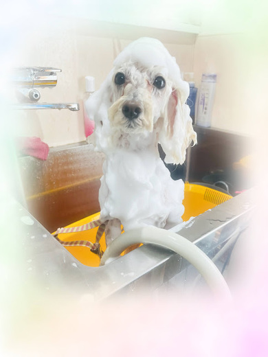 アリスちゃん♡