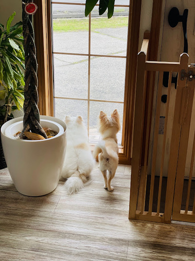 ふくちゃん♡まめくん♪