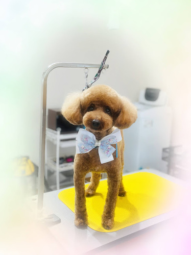 ブランくん♪アリスちゃん♡