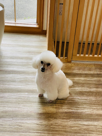 リリーちゃん♡