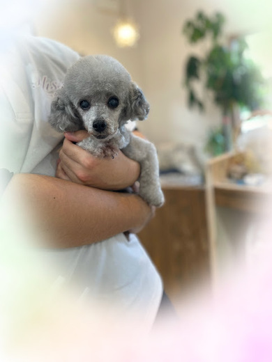 チィアラちゃん♡