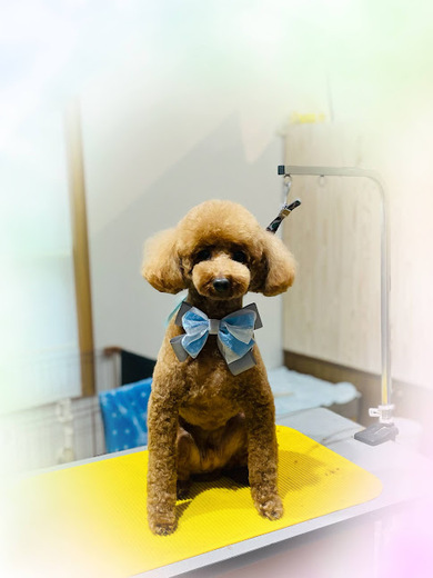 ブランくん♪アリスちゃん♡