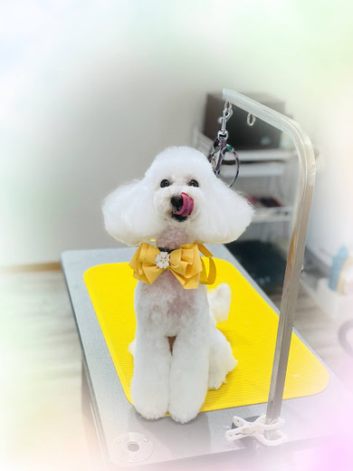 ブランくん♪アリスちゃん♡