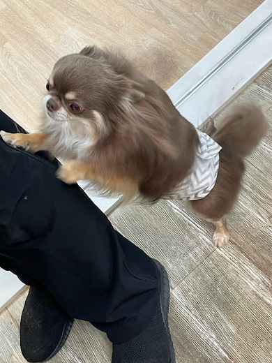 諭吉くん♪佐助くん♪