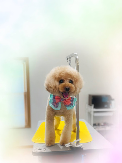 ププくん♪