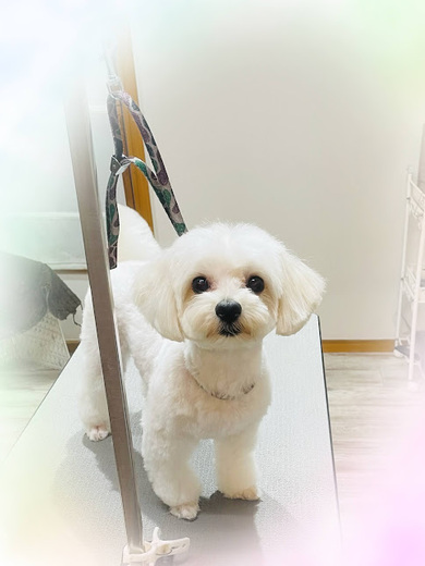 もぷちゃん♡
