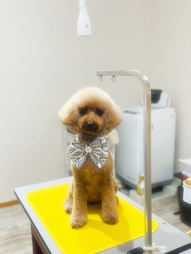 りんちゃん♡