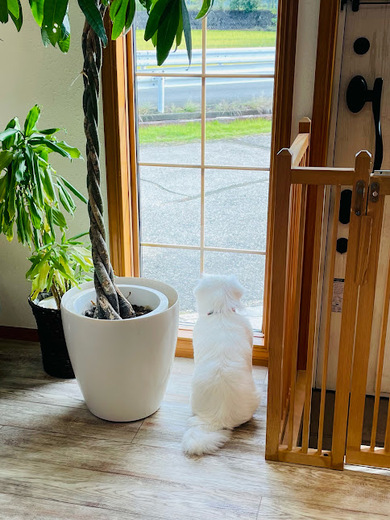 さくらちゃん♡