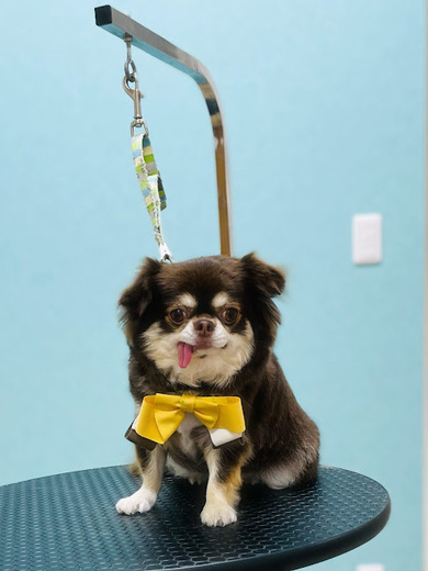 諭吉くん♪佐助くん♪