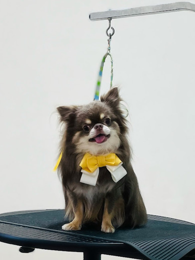 諭吉くん♪佐助くん♪