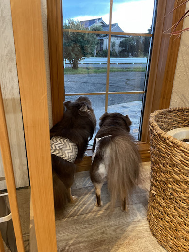 諭吉くん♪佐助くん♪