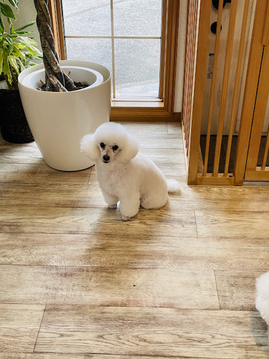 リリーちゃん♡