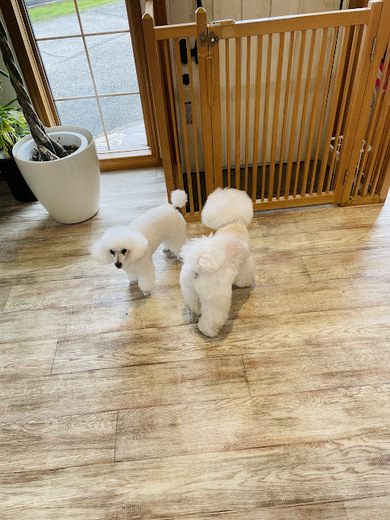 リリーちゃん♡