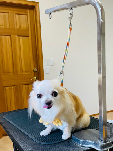 きなこちゃん♡