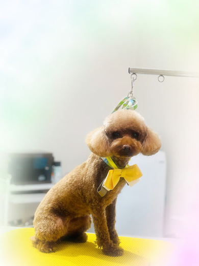 マロンちゃん♡