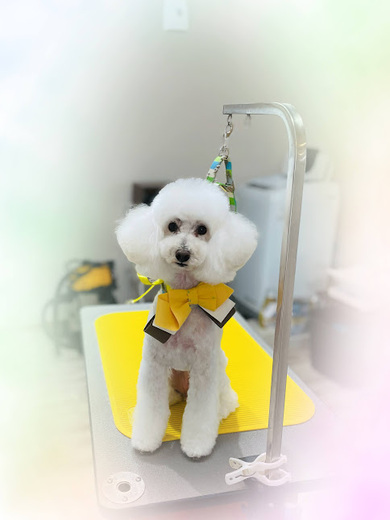 ブランくん♪アリスちゃん♡