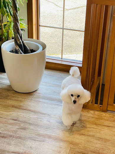 リリーちゃん♡