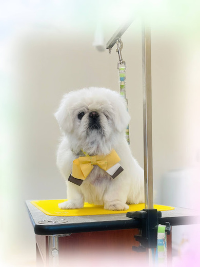 さくらちゃん♡