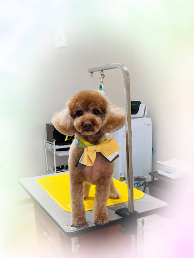 ココくん♪モカくん♪