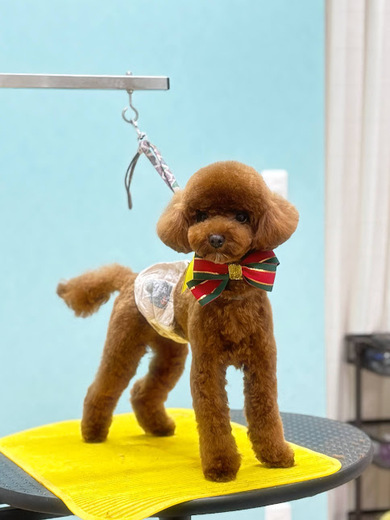 チャッピーくん♪