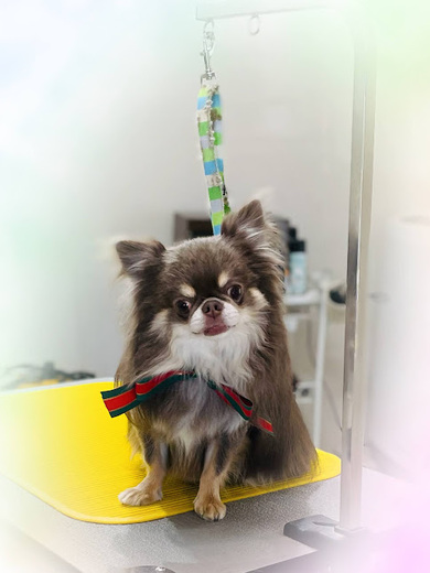 諭吉くん♪佐助くん♪