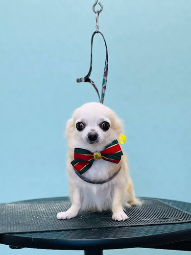 きなこちゃん♡