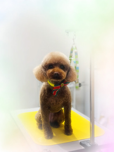 マロンちゃん♡