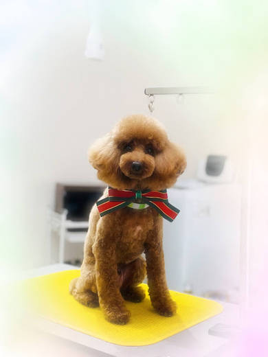 ブランくん♪アリスちゃん♡