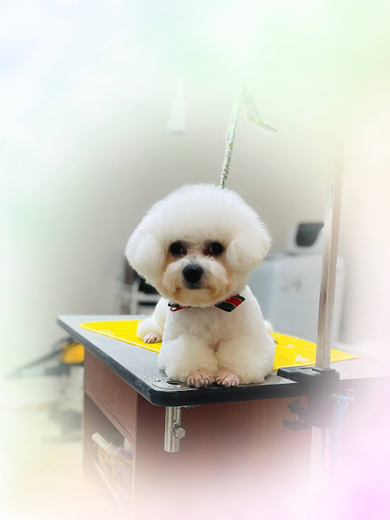 ブランくん♪ルークくん♪