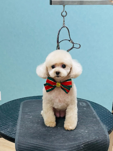 ふわりちゃん♡