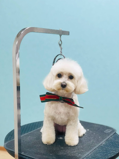 アムールちゃん♡