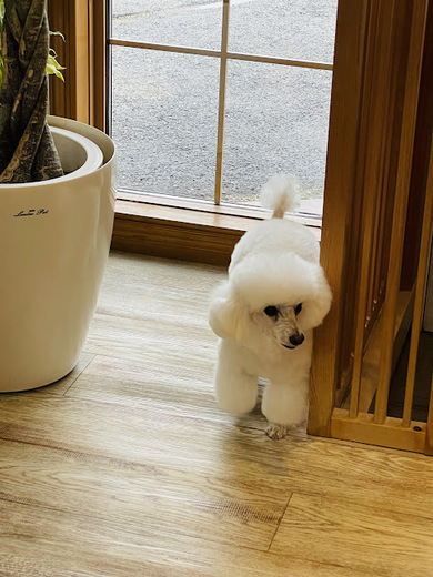 リリーちゃん♡