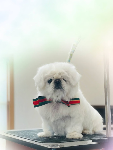 さくらちゃん♡