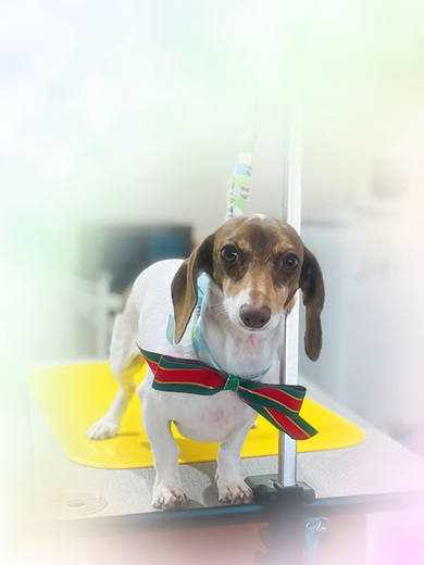 コロンちゃん♡