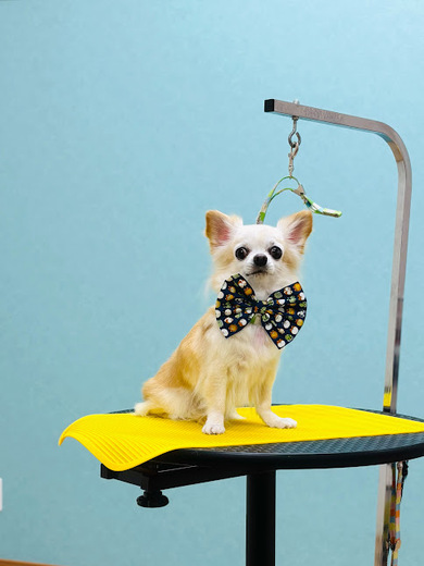 きなこちゃん♡