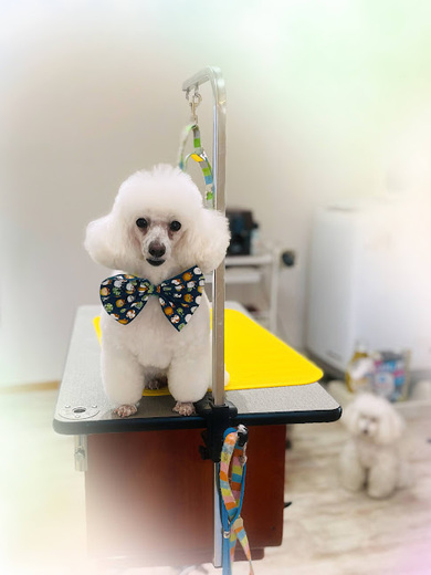 リリーちゃん♡